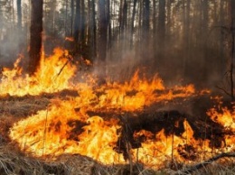 В 2018 году в лесах Днепропетровщины произошло более 100 пожаров