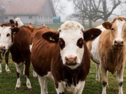 В Швейцарии фермеры хотят уменьшить размеры своих коров