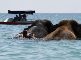 Фотофакт: как в Евпатории купают слонов в море