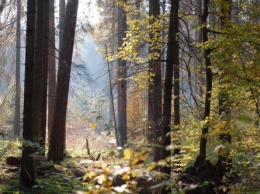 Белорус приклеил скотчем к дереву в лесу голого соседа-«вора»
