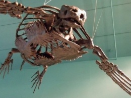 В Китае ученые обнаружили скелет древней черепахи с клювом