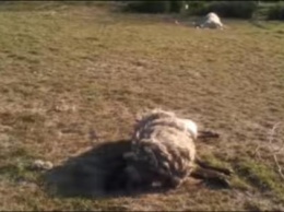 Чупакабра выпила кровь из стада овец на Украине