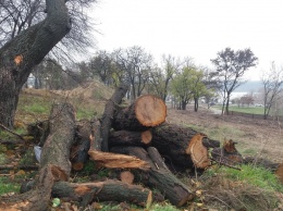 В Запорожье на Набережной удалят почти сотню деревьев