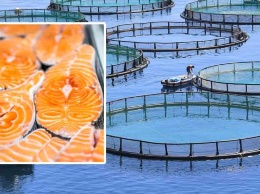 Почему фермерский лосось - один из самых токсичных продуктов в мире