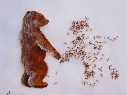 Художница создает удивительные рисунки с помощью живых муравьев (фото)