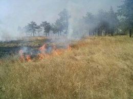 В Николаевской области поджигатели уничтожили три гектара соснового леса у моря