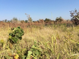 У жителя Шабо Кристофа Лакарена сгорело поле бурьяна: он утверждает, что это был виноградник