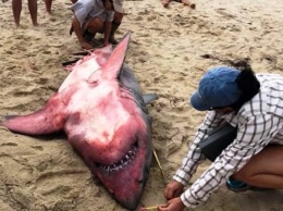 На берег в США вынесло красную акулу