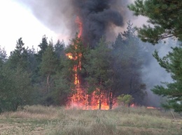 За сутки спасатели трижды выезжали тушить пожары в лесах Николаевщины