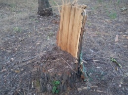 В мелитопольском лесопарке началась «подготовка» к зиме - неизвестные вырубили деревья