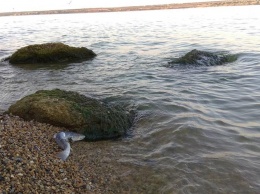На берегах Хаджибеевского лимана и Тилигула наблюдается мор рыбы