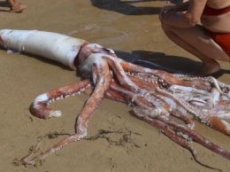 На берег Новой Зеландии выбросило гигантского кальмара