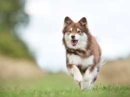 Щенячья радость: проверь своего пса на собачность