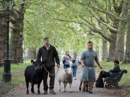 Возле Букингемского дворца пасется стадо из коров и редких овец