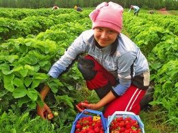 Украина значительно нарастила экспорт плодово-ягодной продукции