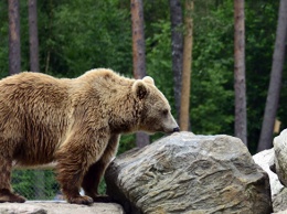 Ученые обнаружили потомков легендарных пещерных медведей