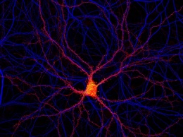 Открыт новый вид нейронов