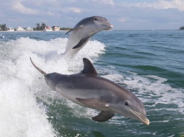 Дельфин-извращенец держит в ужасе целый курорт, купаться запрещено