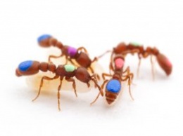 Ученые на примере 6 муравьев показали основы выживаемости общества