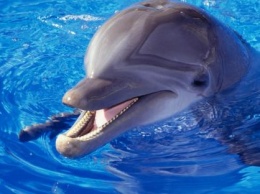 Дельфин-одиночка терроризирует посетителей французского пляжа