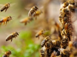 «20 тысяч»: Пчелиный рой напал на палатку с хот-догами в Нью-Йорке