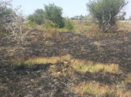 В Великомихайловском районе горела лесопосадка