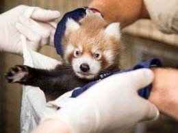 Детеныш красной панды родился в зоопарке Хельсинки
