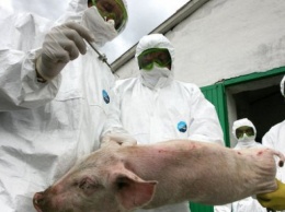В Згуровском районе выявлен случай заболевания африканской чумой свиней