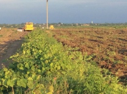 Появились скандальные подробности пожара на виоградниках под Одессой