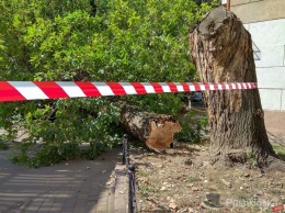 На Сегедской упал большой клен и перекрыл дорогу. Фото