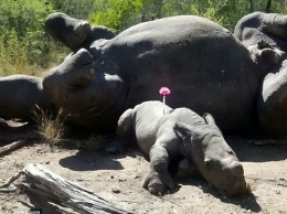 Маленький носорог жмется к маме, которую убили браконьеры