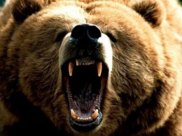 Охотники шесть дней отстреливались от белых медведей у тела убитого товарища