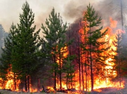 В Харьковской области - масштабный пожар