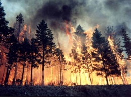 В Харьковской области произошел масштабный лесной пожар