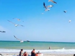 Почти по Хичкоку. В Кирилловке на пляже чайки пугают отдыхающих (видео)