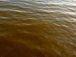 Одесситы заметили на поверхности моря токсичные пятна (ФОТО)