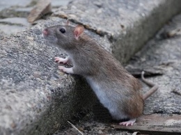 По Борщаговке бегают гигантские крысы (видео)