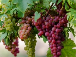 Ученые рассказали о пользе винограда