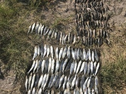 На Николаевщине пограничники поймали браконьера с 150-метровой сетью и солидным уловом