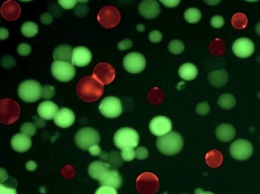 Биологи создали синтетические клетки-«франкенштейны» для охоты на микробов