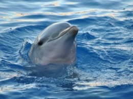 Дельфин прожил всю жизнь с морскими свиньями и выучил их язык