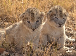 Шанс вымирающим видам: есть первые в мире львята, рожденные «из пробирки»