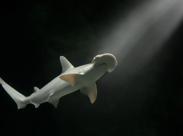 Обнаружена первая акула, питающаяся водорослями