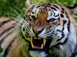 Российские ученые впервые в мире определили геном дикого амурского тигра