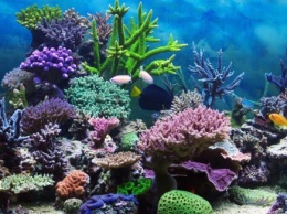Биологи научились выращивать кораллы в лаборатории