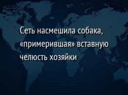 Сеть насмешила собака, «примерившая» вставную челюсть хозяйки