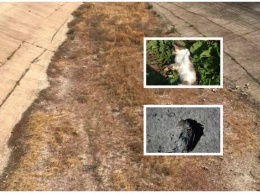 Из-за экологической катастрофы в Крыму начали гибнуть животные и вымирать растения: появились ужасные фото