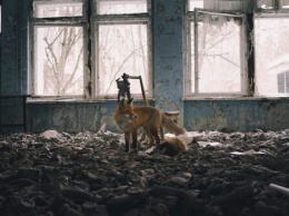 Снимок из Чернобыльской зоны стал одним из фаворитов фотоконкурса дикой природы