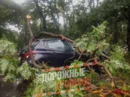 Одесский "деревопад": в этот раз в Старобазарном сквере (ФОТО)