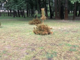 В киевском парке "Наталка" из-за грязной воды из Днепра камни и деревья покрылись ржавчиной